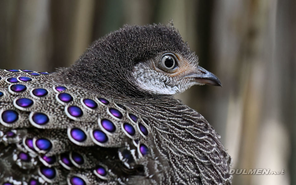 Gray peacock-pheasant (Polyplectron bicalcaratum)